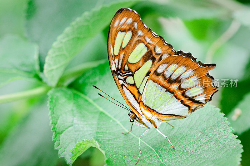 叶子上的孔雀石蝴蝶(Siproeta stelenes)